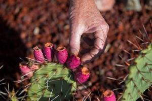 Hand holding cacti fruit